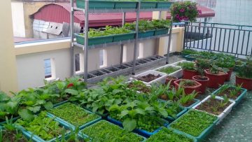 hsnh-ong-bo-tre-trong-rau-sach-cho-con-an-dam-12729050_939593819481435_1550716835410836436_n-1456998512-width960height720–1–1487140940-width960height720