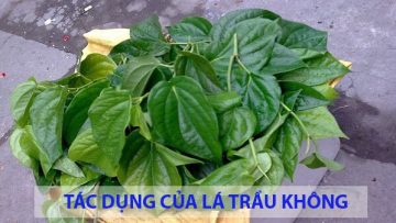 tac-dung-cua-la-trau-khong-1