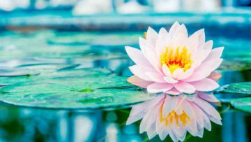 y-nghia-cua-tam-hoan-hy-trong-phat-giao