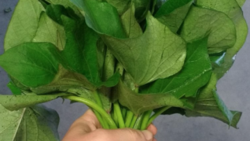 Screen-Shot-2020-06-26-at-7.21.36-AM-542×600