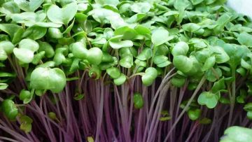 cach-trong-rau-mam-cu-cai-do-mang-lai-hieu-qua-cao-nhat