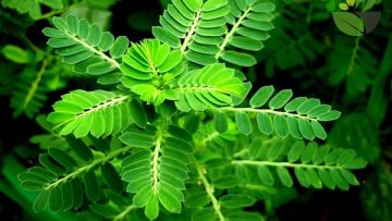 Cây diệp hạ châu