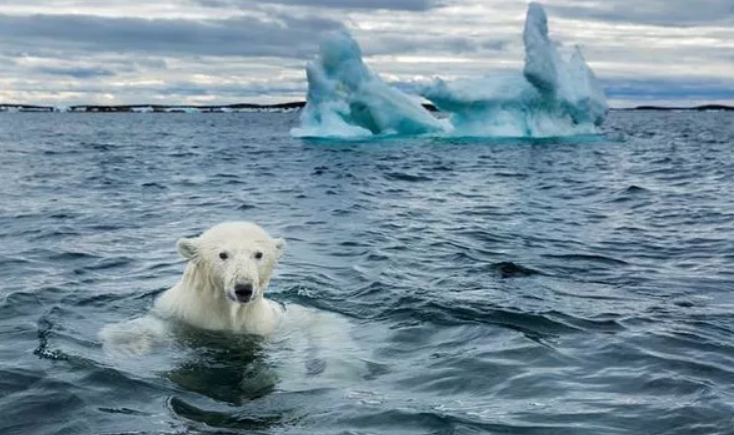 Gấu bắc cực và chim cánh cụt là những động vật đang đứng trên vực thẳm bị hủy diệt