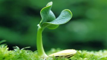 ta-mot-cay-non-moi-trong