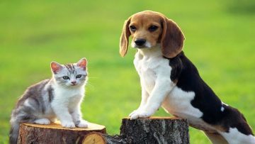 Câu tục ngữ “Phụ nữ tốt không nuôi chó, đàn ông tốt không nuôi mèo” có đúng không? (Nguồn Internet))