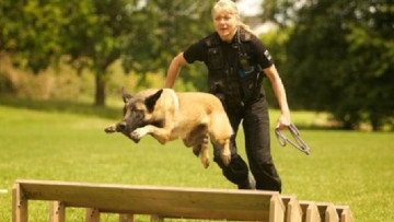 Tuyệt vời! Giác quan thứ sáu của chú chó đã cứu sống chủ nhân đang mang thai của mình