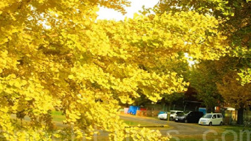 Loài cây cổ thụ nào có giống đực và cái? Tuổi thọ hơn 3000 năm, đã trải qua 270 triệu năm trên trái đất