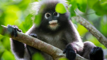 Làm thế nào một chú khỉ nhỏ có thể cứu một ngôi làng? Tại sao nó làm thế?