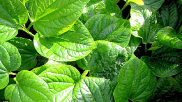 Công dụng của lá lốt và mẹo chữa đau răng đơn giản, hiệu quả bằng lá lốt