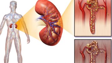 9 hành vi mà thận không thích, bạn chiếm bao nhiêu phần trăm?