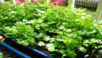 Nguồn ảnh: Internet