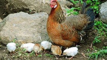 Khoan dung với người khác chính là một loại tu dưỡng. Nguồn ảnh: Internet