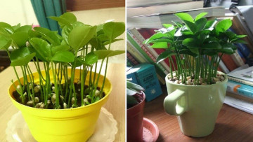 Nguồn ảnh: Internet