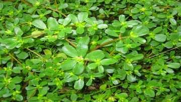 Nguồn ảnh> Internet