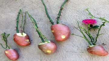 Nguồn ảnh: Internet