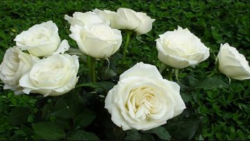 Nguồn ảnh: Internet