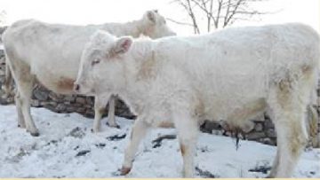 Đầu thai thành Bò trắng để trả ơn gia đình đã cưu mang mình