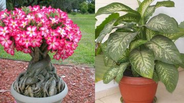 Nguồn ảnh: Internet