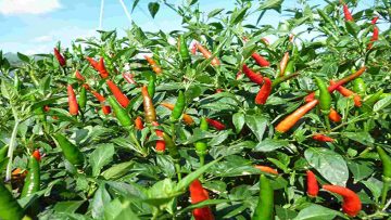 Nguồn ảnh: Internet