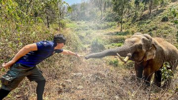 Chú voi bất ngờ chìa vòi chào ân nhân sau 12 năm tình cờ gặp lại