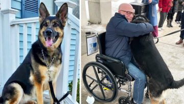 Nhận nuôi chó chăn cừu bị bỏ rơi, người đàn ông được trả ơn bằng cách không ngờ tới