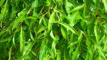 Nguồn ảnh: Internet