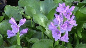 Nguồn ảnh: Internet