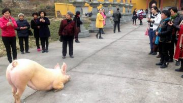 Biết sắp bị đưa tới lò mổ, chú lợn trốn chạy tới cổng chùa quỳ gối hàng tiếng đồng hồ