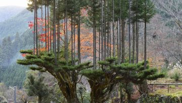 trồng cây theo kiểu Nhật Bản