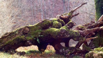 Dân làng tụ tập lại và chửi mắng cây đã chọn, ném những lời lẽ ngược đãi và tiêu cực vào nó hàng ngày trong khoảng một tháng.  Nguồn ảnh: nspirement.com