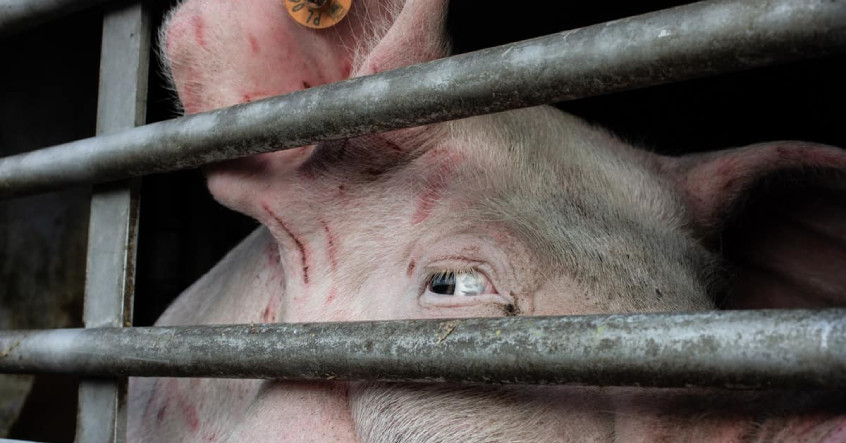 5 lý do vì sao bạn nên hạn chế ăn thịt lợn