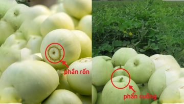 Cách chọn dưa lê ngon. Nguồn ảnh: quantrimang.com