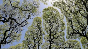 Sự nhường nhịn của những tán lá