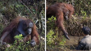 Nguồn ảnh: vandieuhay.net