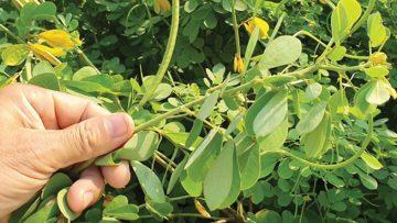 Nguồn ảnh: Internet