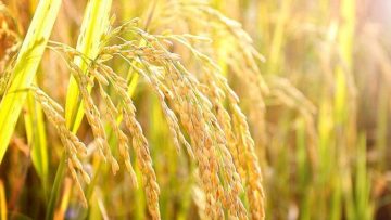 Sự tích về hạt thóc. Nguồn ảnh: dangngocanh