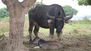 Nguồn ảnh: thanhnien.vn