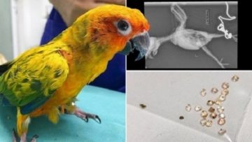 Vẹt lăn ra ốm, chủ nhân đưa đi khám bất ngờ phát hiện trong bụng chứa 21 viên kim cương
