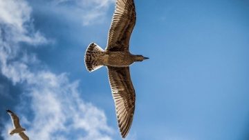 ntdvn_chim-dai-bang-va-tho-san