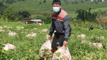 Anh Nguyễn Văn Kiều, chủ nhân của vườn cải rộng 2.5ha. Nguồn ảnh: diaoctinduc.