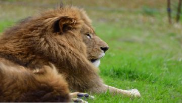 “The Lion King” hành trình trưởng thành và tố chất của Chúa tể rừng xanh1