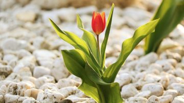 Tật đố với thế giới ngoài kia không bằng dành thời gian khám phá nét đẹp của riêng mình7