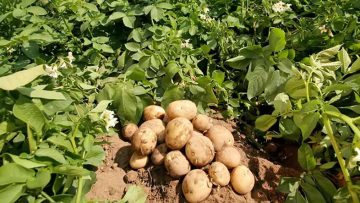 Khoai tây. Nguồn ảnh: doctors24h