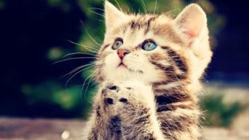 Lam sao tranh duoc Hieu ung Da con meo