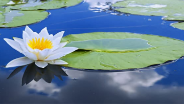 Lời nói thể hiện sự tu dưỡng, bởi lời nói cũng có thể gây ra những tổn thương không thể vãn hồi-21