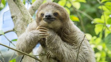 Ngủ cả ngày, đi thì chậm… tại sao con lười vẫn sống tới 64 triệu năm mà không bị tuyệt chủng