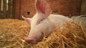 Nhân quả báo ứng Chiếm đất của chị dâu, sau khi chết biến thành heo 1. Nguồn ảnh: viendongdaily.com