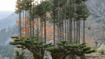 Nguồn ảnh: meingarten