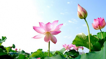 Sống trên đời đừng tham lam giành giật, trời xanh tự khắc đã có an bài