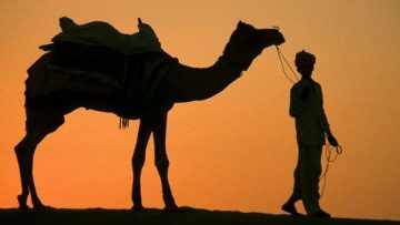 Tờ di chúc oái oăm và 17 con lạc đà